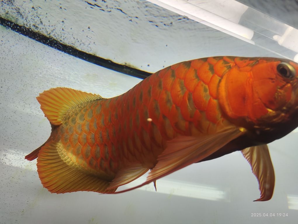 紅龍魚側燈