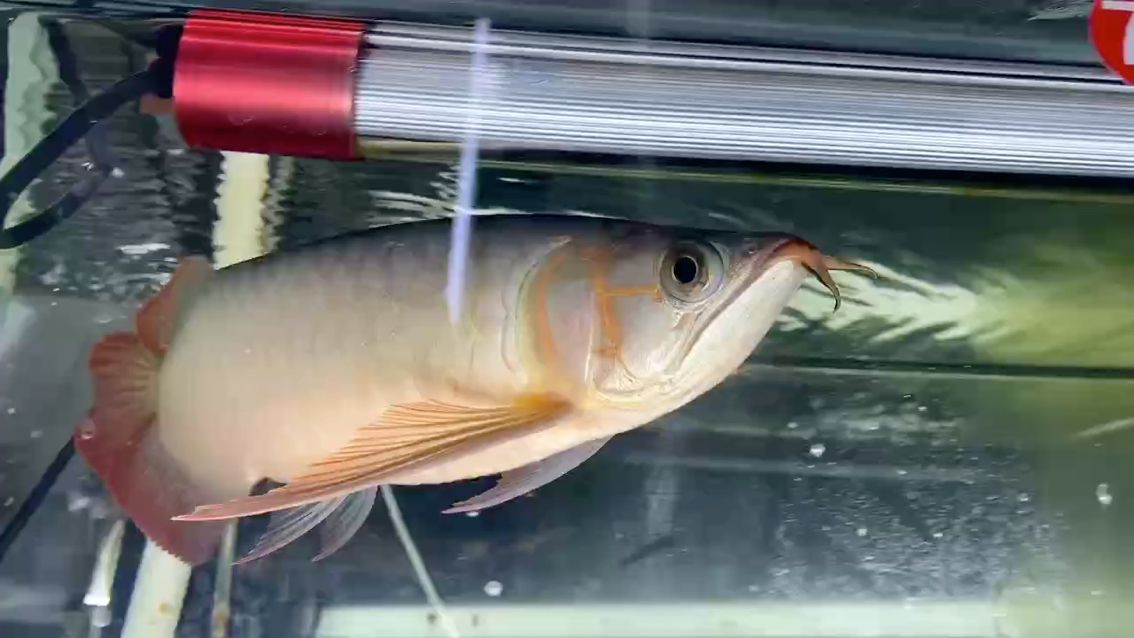 今天一頓忙 今天一頓忙 龍魚論壇