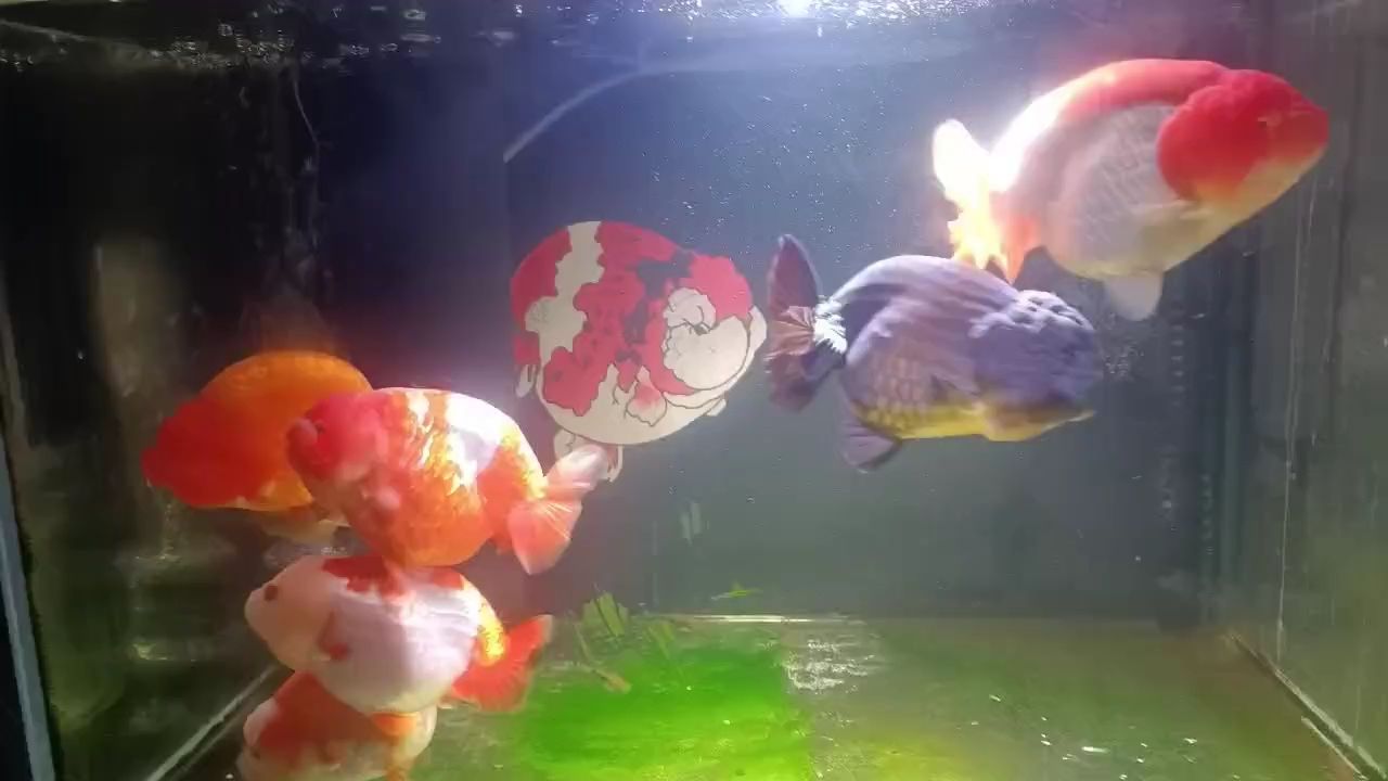 12買個水妖精就這效果 12買個水妖精就這效果 龍魚論壇
