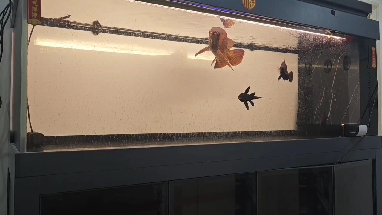 魚缸用增氧泵價格是多少:魚缸增氧機-xtrac增氧機-xtrac增氧機 上岸上岸 龍魚論壇 上岸上岸 上岸上岸 龍魚論壇