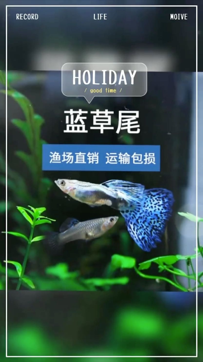 你家里有幾個品種啊