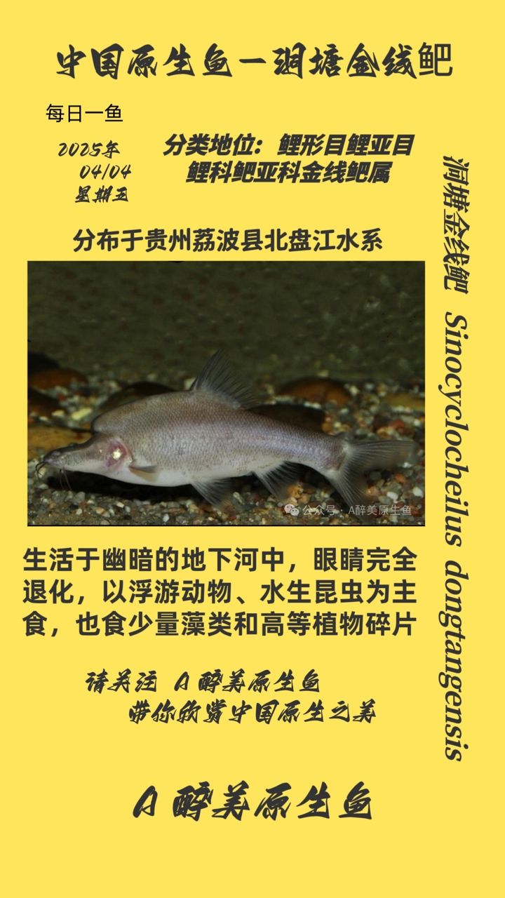 洞塘金線鲃 洞塘金線鲃 龍魚論壇