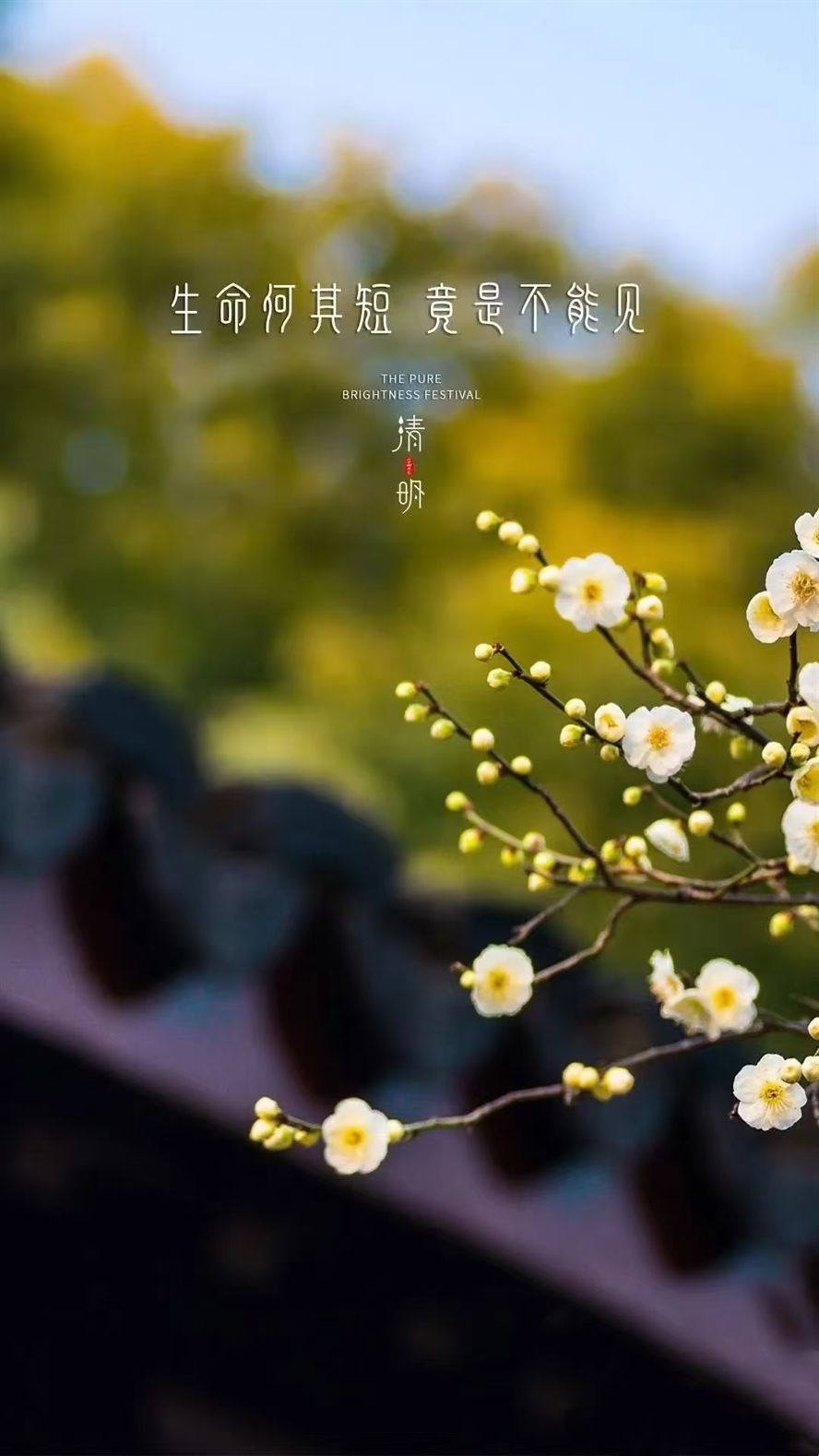 清明是一種思念，也是一種寄托！