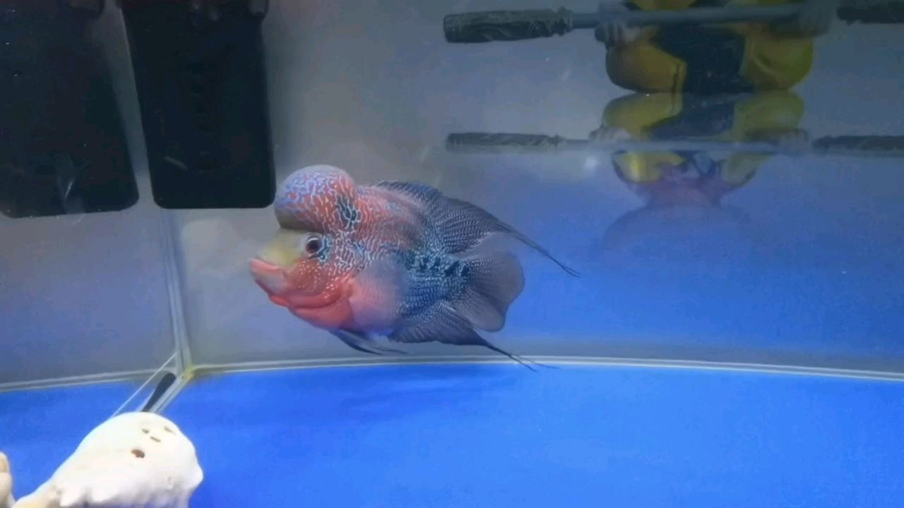 魚缸過濾器選購指南:自制魚缸過濾器魚缸上置過濾器對于養魚愛好者的必備知識 打卡,小羅日常 龍魚論壇 打卡,小羅日常 打卡,小羅日常 龍魚論壇