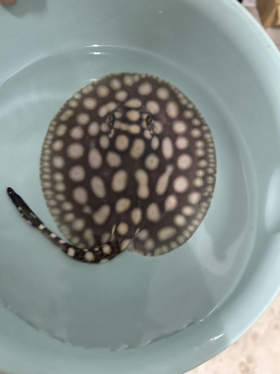 不到兩個月的母魚，記錄一下