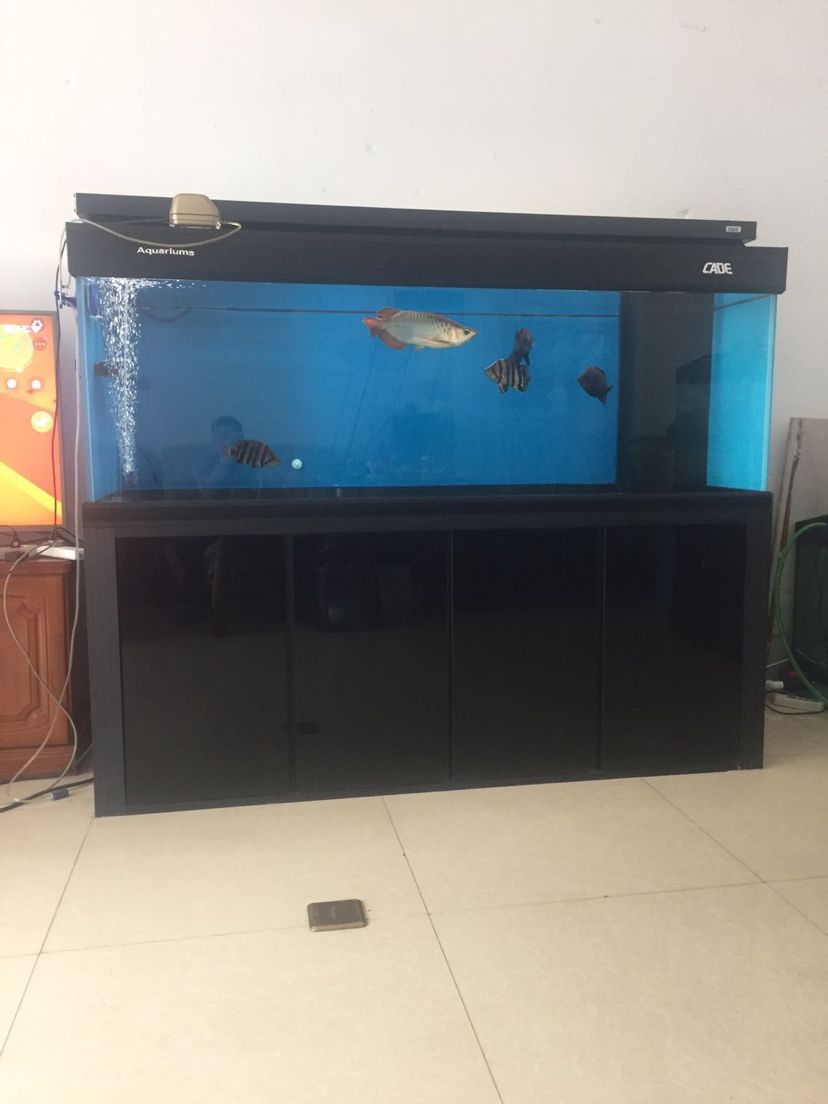 彩蝶魚(yú)缸紅龍魚(yú)泗水頂級(jí)
