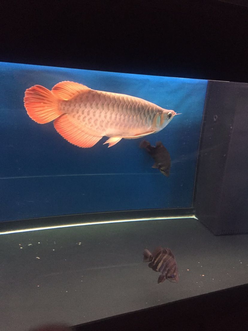 彩蝶魚(yú)缸紅龍魚(yú)泗水頂級(jí)