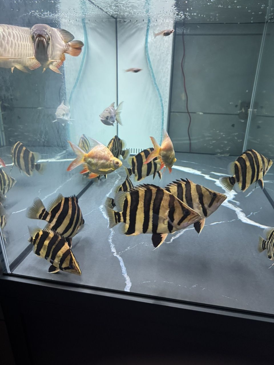每晚回家看到心情都好多了 每晚回家看到心情都好多了 龍魚論壇 第1張