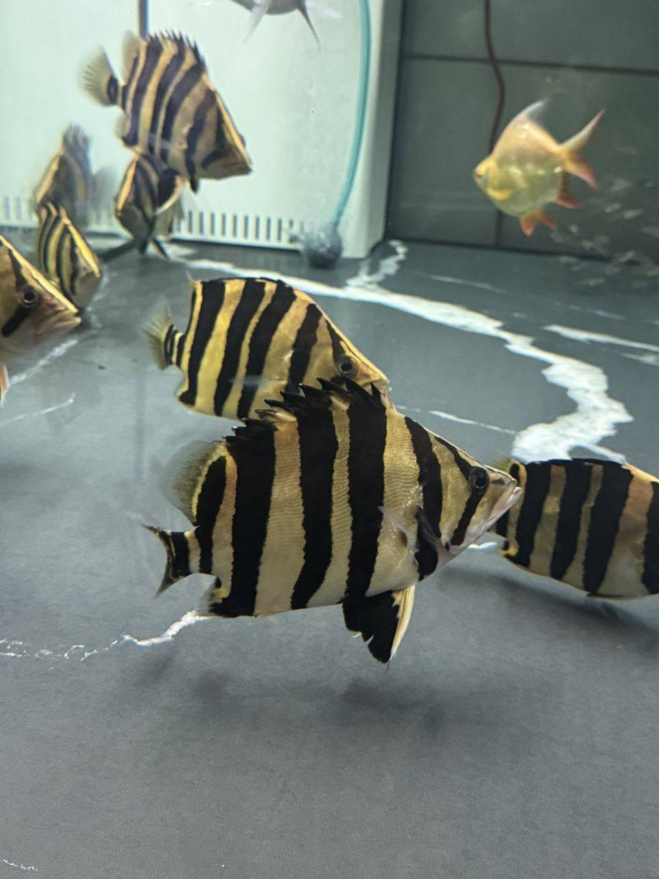 每晚回家看到心情都好多了 每晚回家看到心情都好多了 龍魚論壇 第4張