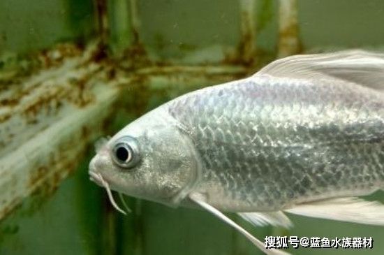蝴蝶鯉魚苗尾巴會長嗎（蝴蝶鯉的尾巴在飼養過程中的作用） 蝴蝶鯉魚苗尾巴會長嗎（蝴蝶鯉的尾巴在飼養過程中的作用） 帝龍漁業 第2張