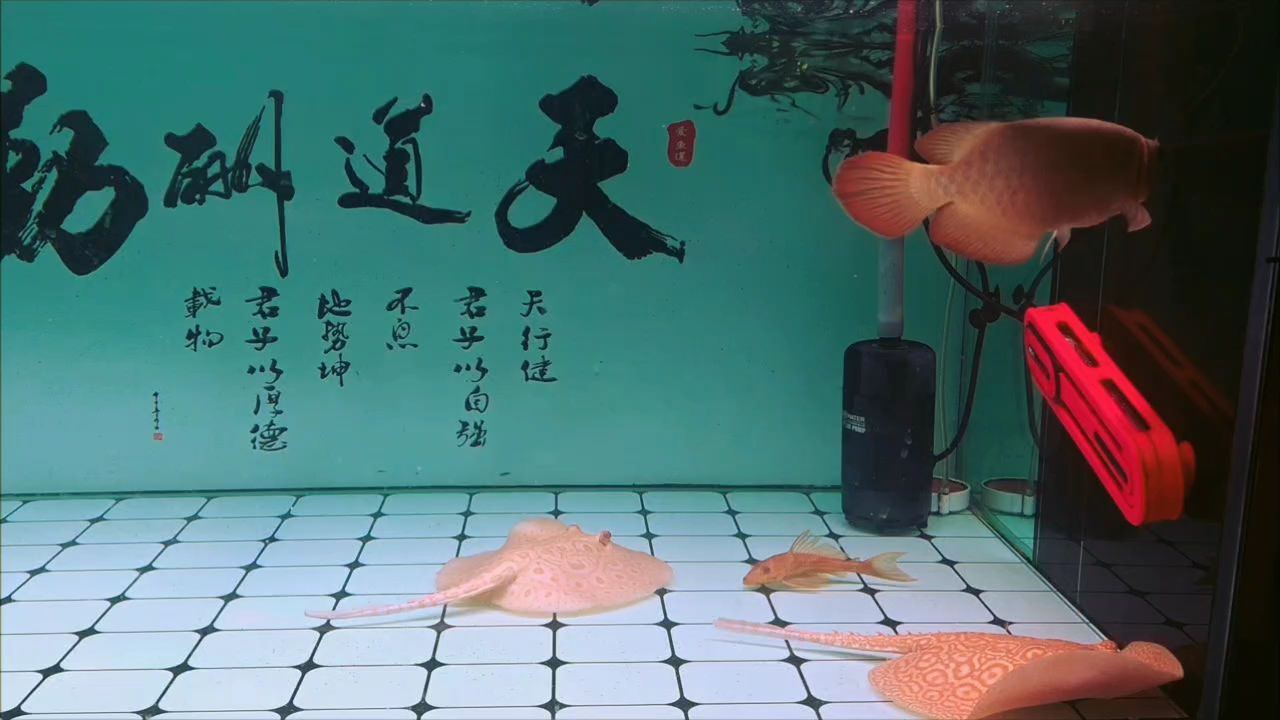 今天喂食的時候家人說它長胖了，那就記錄一下吧