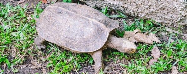 豬鼻龜是什么時候禁止養犯法嗎:養殖豬鼻龜的注意事項 豬鼻龜百科 第4張 豬鼻龜是什么時候禁止養犯法嗎:養殖豬鼻龜的注意事項 豬鼻龜是什么時候禁止養犯法嗎:養殖豬鼻龜的注意事項 豬鼻龜百科 第4張
