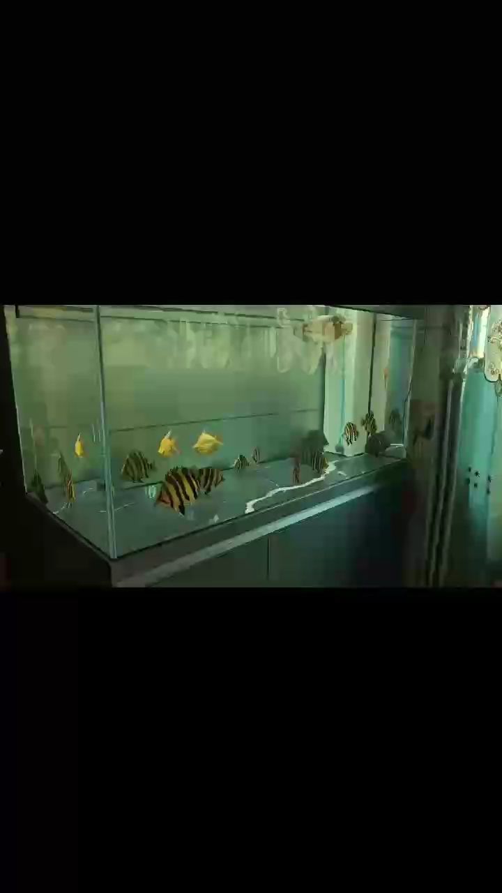 整起來(lái)，看看這一缸