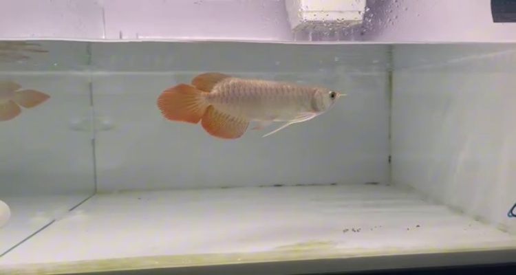 印尼大湖龍魚是怎樣的：印尼大湖龍魚的品種特點,印尼大湖龍魚的生活習性