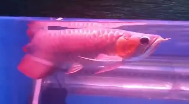 印尼大湖龍魚是怎樣的：印尼大湖龍魚的品種特點,印尼大湖龍魚的生活習(xí)性 印尼大湖龍魚是怎樣的：印尼大湖龍魚的品種特點,印尼大湖龍魚的生活習(xí)性 大湖紅龍魚百科 第4張