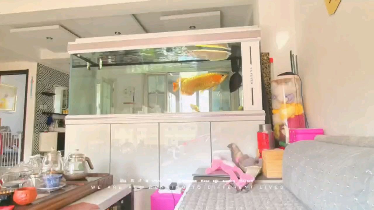 見誰打誰這是病 得治[aoman] 見誰打誰這是病 得治[aoman] 龍魚論壇