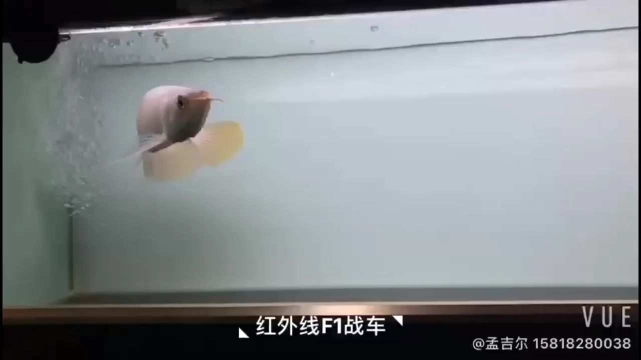 衢州觀賞魚市場孟吉爾極品紅外線F1 衢州觀賞魚市場孟吉爾極品紅外線F1 廣州孟吉爾 第2張