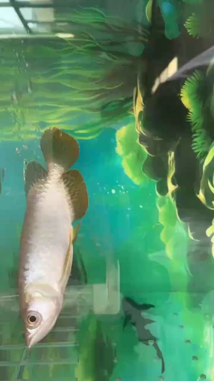 誰來幫我看看這條什么魚