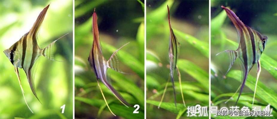 紅龍魚好長時間不吃東西了vs祥龍魚場：如何判斷紅龍魚健康狀況