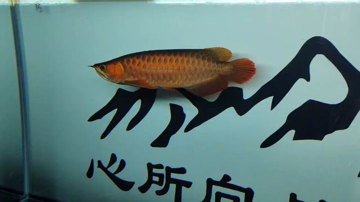 到家第三天，期待你的更好表現(xiàn)