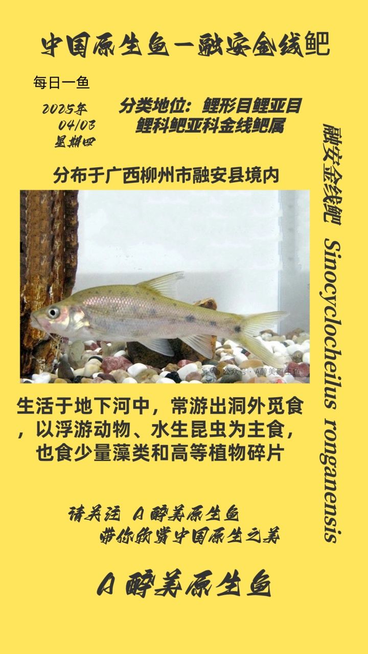 融安金線鲃