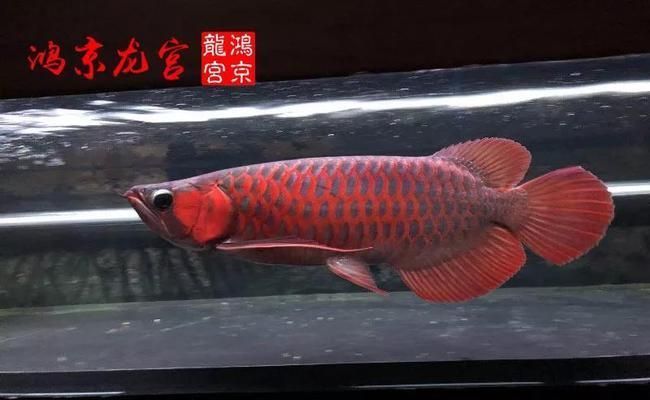 鴻京龍宮紅龍魚怎么樣：鴻京龍宮紅龍魚市場價格對比鴻京龍宮紅龍魚市場價格對比