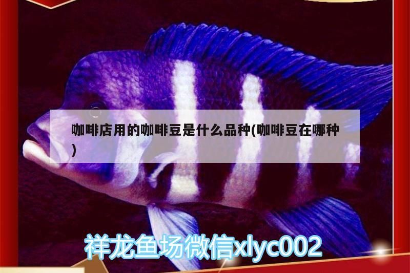 咖啡店用的咖啡豆是什么品種(咖啡豆在哪種)