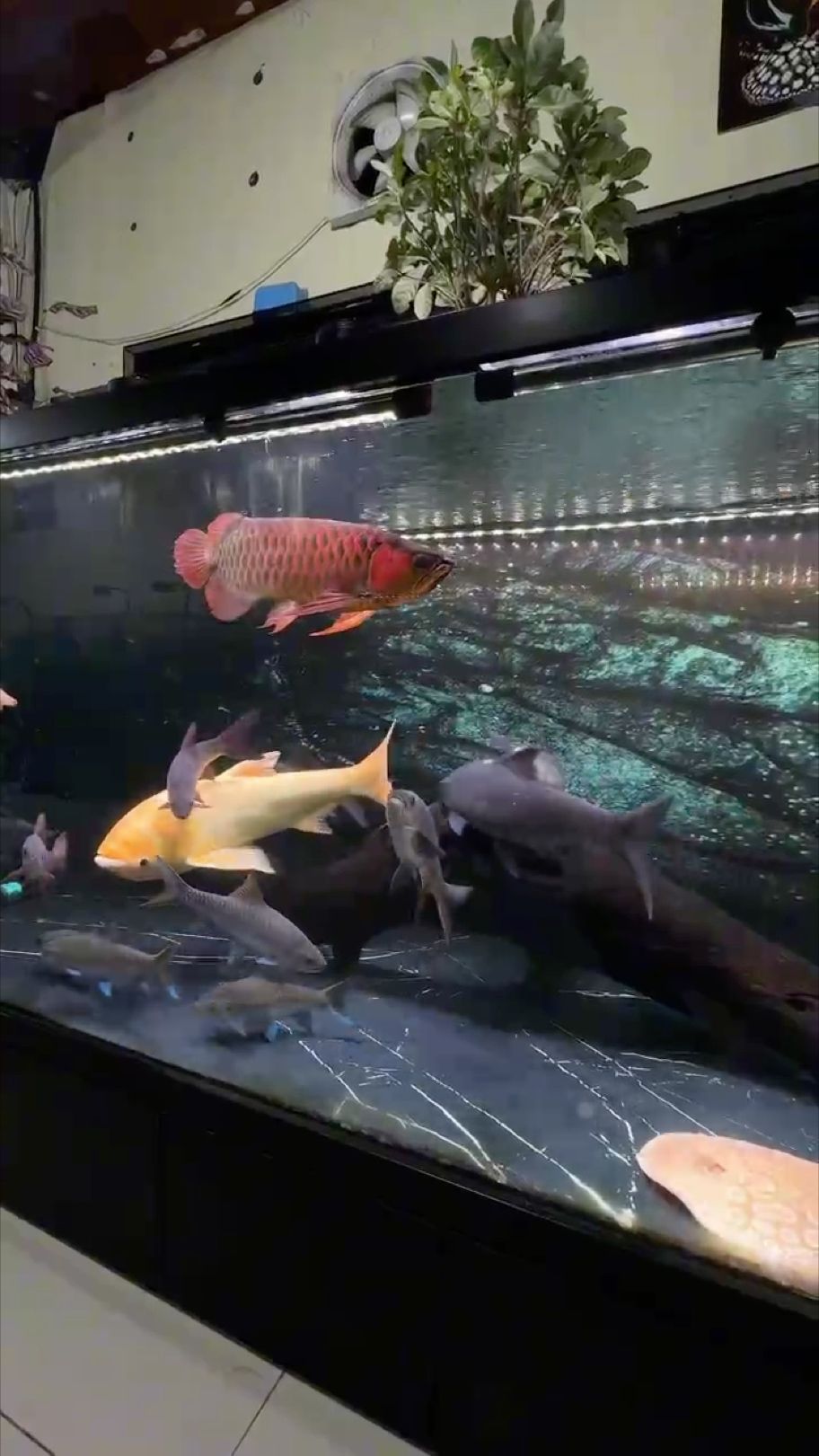 魚癡壹號地缸