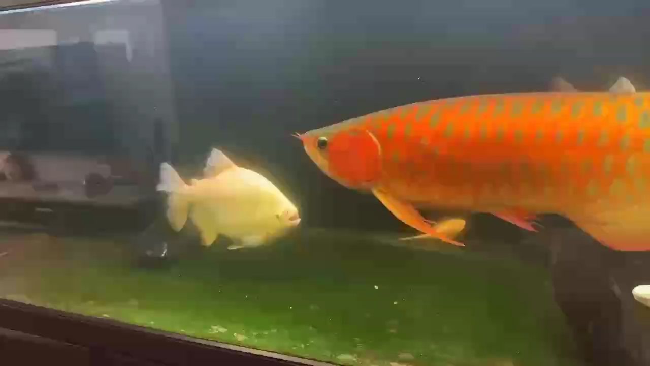 變紅了 變紅了 龍魚論壇