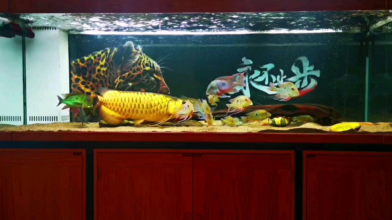夜拍 夜拍 龍魚論壇