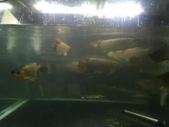 萬吉紅龍和孟吉爾區(qū)別大嗎圖片對(duì)比：萬吉紅龍和孟吉爾區(qū)別大嗎？