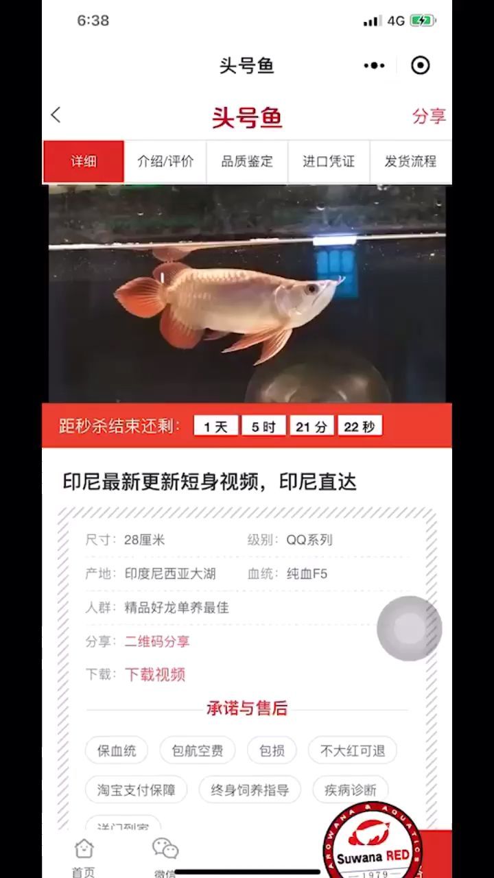 大翹頭小短身大湖紅龍代購