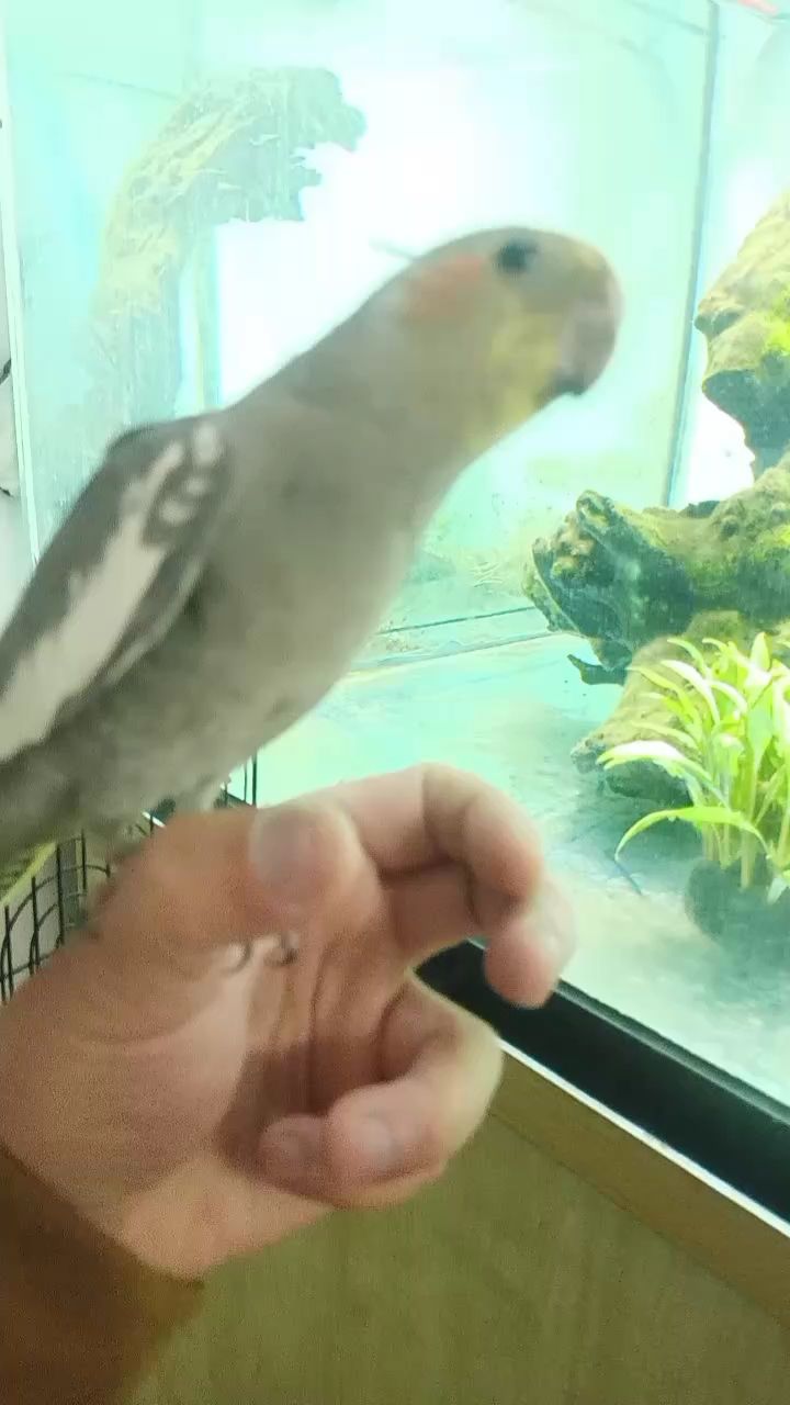 第一次上手，唱歌