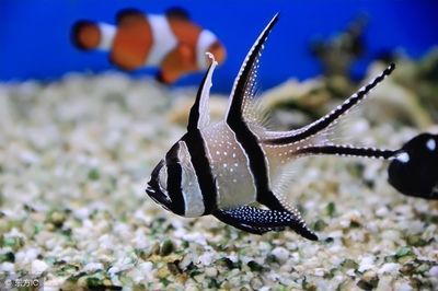 觀賞魚的養(yǎng)殖現(xiàn)狀及發(fā)展前景如何（《觀賞魚養(yǎng)殖技術(shù)》介紹觀賞魚養(yǎng)殖技術(shù)的基本知識和操作技能） 觀賞魚的養(yǎng)殖現(xiàn)狀及發(fā)展前景如何（《觀賞魚養(yǎng)殖技術(shù)》介紹觀賞魚養(yǎng)殖技術(shù)的基本知識和操作技能） 李亞四龍魚 第2張