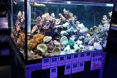 水族館加盟店有哪些好:水族館加盟品牌及其詳細(xì)信息:水族館加盟品牌及其詳細(xì)信息