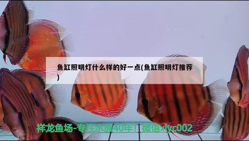 魚缸照明燈什么樣的好一點(魚缸照明燈推薦)