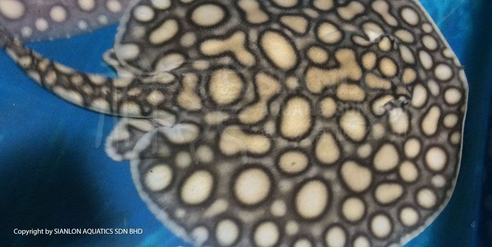 祥龍魚場介紹