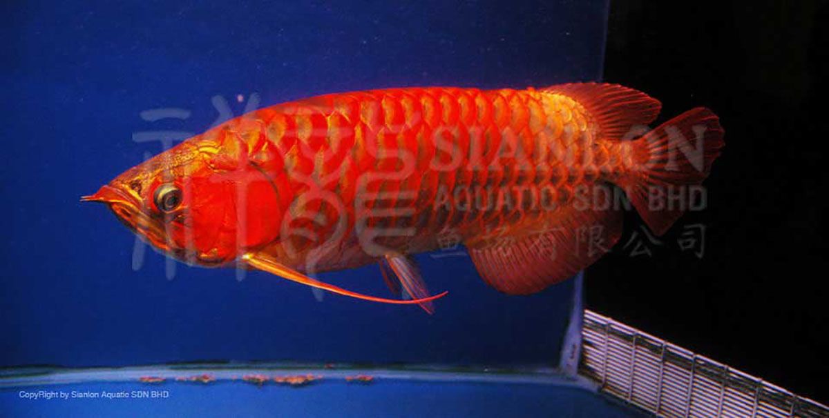 祥龍魚場介紹