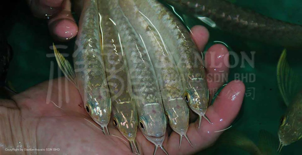 祥龍魚場介紹