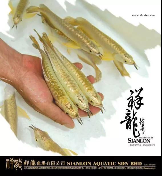 祥龍魚場介紹