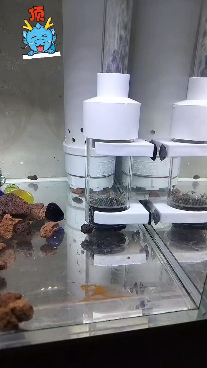 春季是個繁殖的季節 春季是個繁殖的季節 龍魚論壇