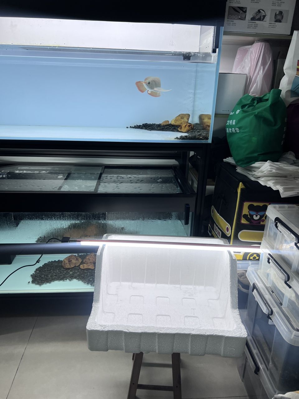 前段時間升仔自己撞斷了胡子，因為長得不好有瑕疵。今天晚上忍不住自己動手把它剪掉，希望它能夠重新長直長好！[qiang]