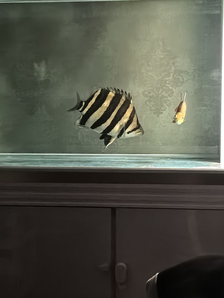 天花板