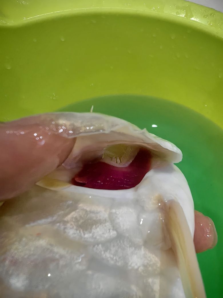 大哥們幫我看下這個(gè)腮有問題嗎？ 大哥們幫我看下這個(gè)腮有問題嗎？ 龍魚論壇 第2張