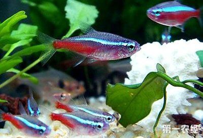 紅綠燈魚如何繁殖（紅綠燈魚的繁殖技術）