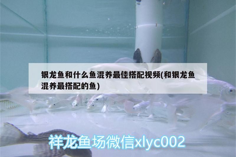 銀龍魚和什么魚混養最佳搭配視頻(和銀龍魚混養最搭配的魚)