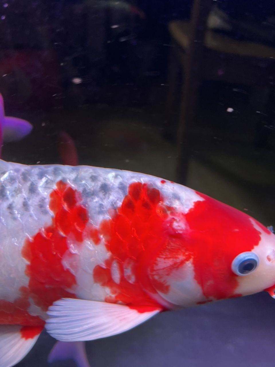 錦鯉魚不紅不腫，就是爛肉，求解