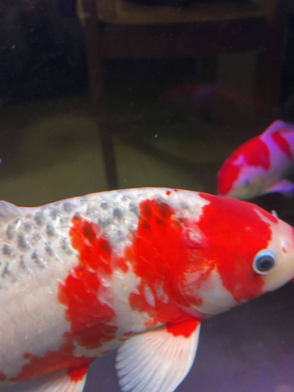 錦鯉魚不紅不腫，就是爛肉，求解