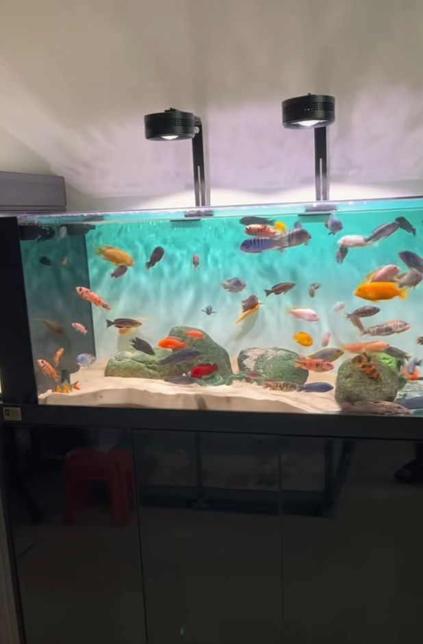 好魚好缸