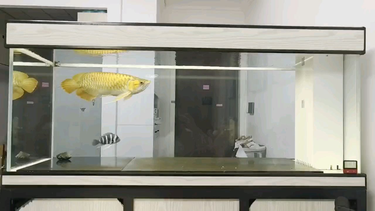 入缸兩年零十一個月！！！ 入缸兩年零十一個月！！！ 龍魚論壇